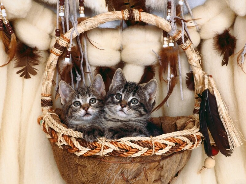 Two kittens in a woven basket