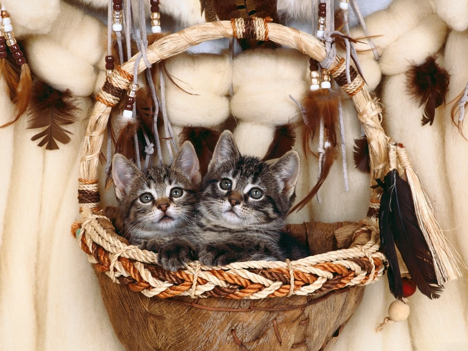 Two kittens in a woven basket