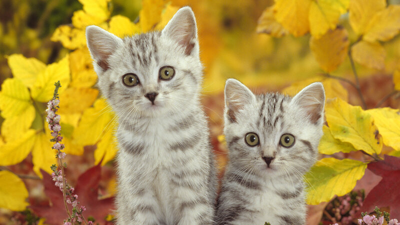 Two kittens in autumn leaves