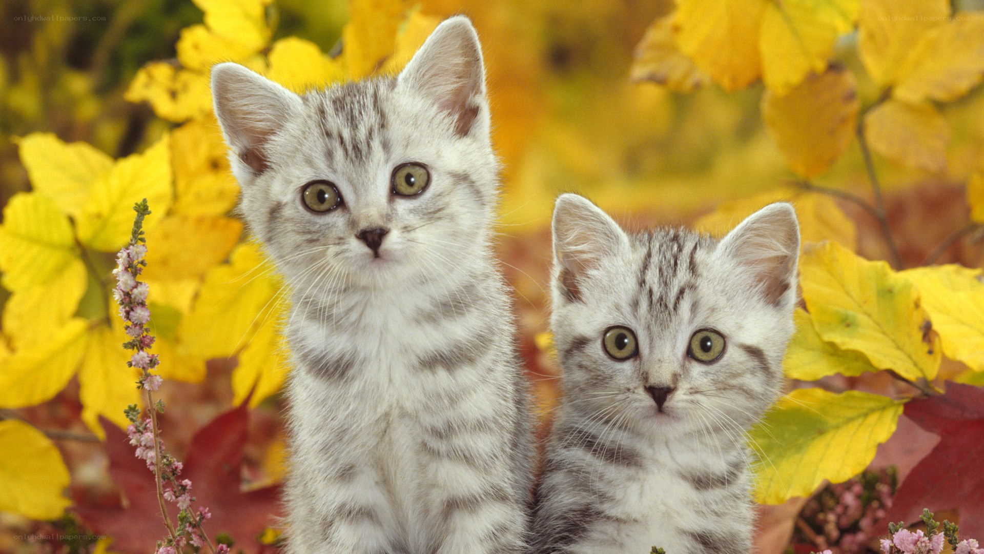Two kittens in autumn leaves