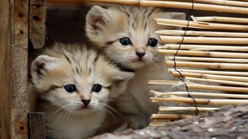 Two Kittens in Basket — Beige, Curious