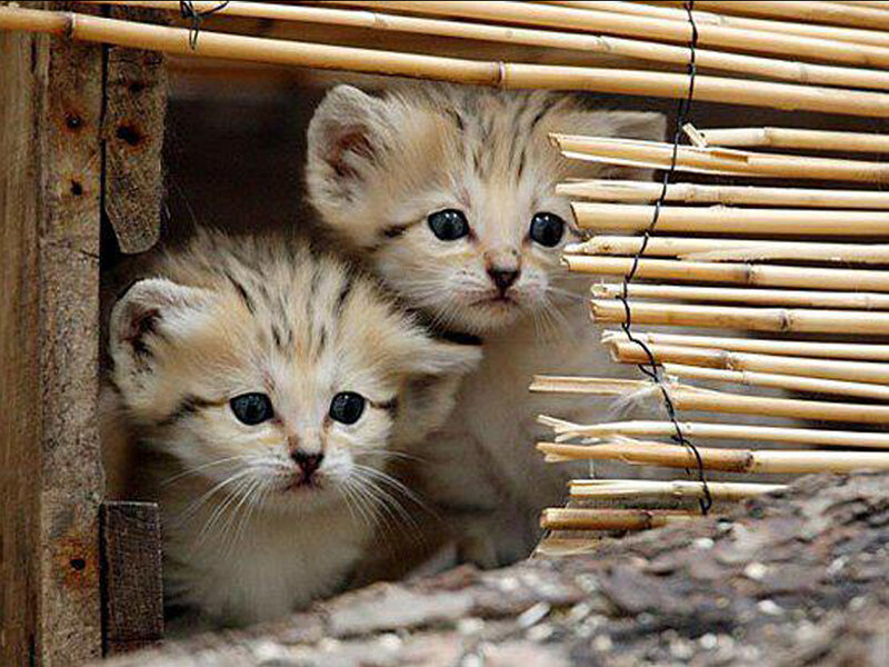 Two Kittens in Basket — Beige
