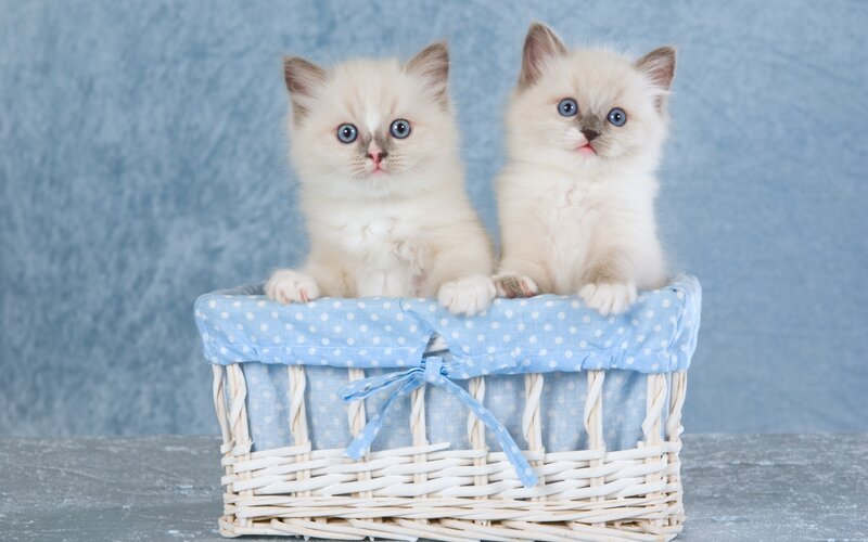 Two Kittens in Basket — Blue, Calm, Photograph, Blue Background