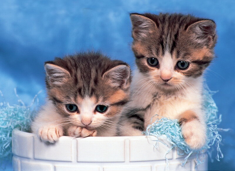 Two Kittens in Basket — Blue, Calm, Photograph