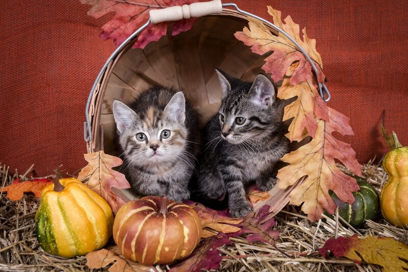 Two Kittens in Basket — Brown, Autumnal