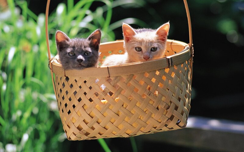 Two Kittens in Basket — Brown, Calm, Afternoon, Photograph