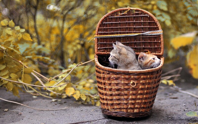 Two Kittens in Basket — Brown, Calm, Autumn, Photograph, Leaves