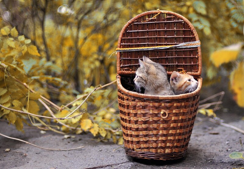 Two Kittens in Basket — Brown, Calm, Autumn, Photograph