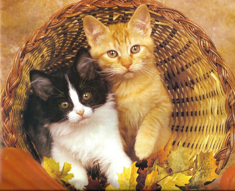 Two Kittens in Basket — Brown, Calm, Autumn