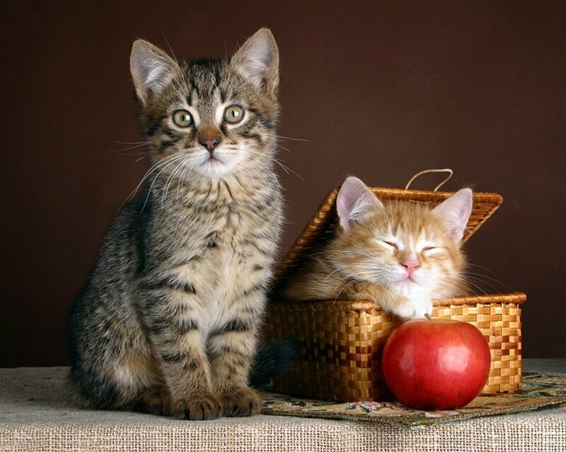 Two Kittens in Basket — Brown, Calm, Photograph, Apple