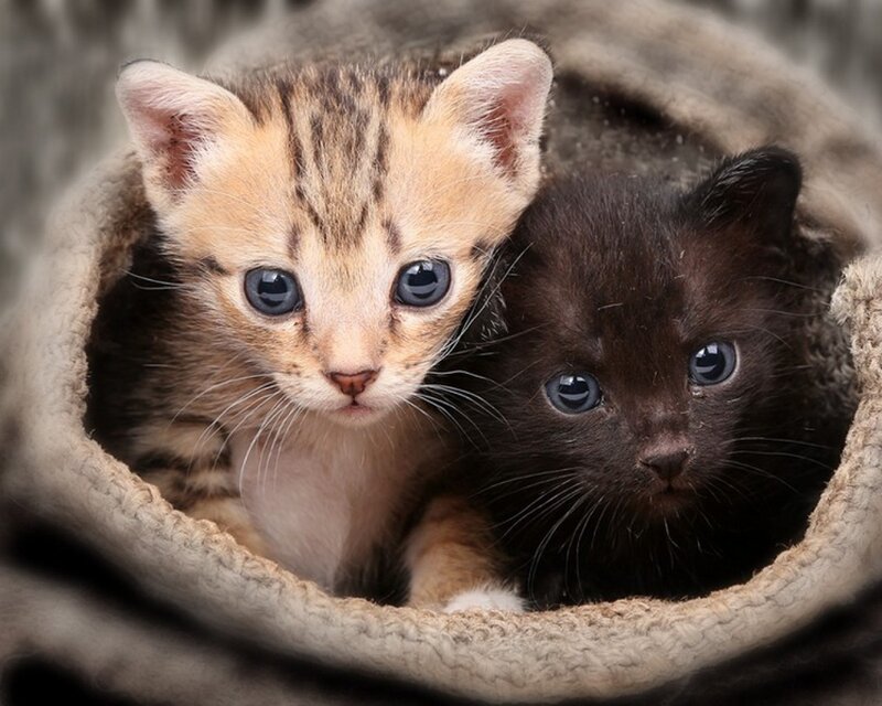 Two Kittens in Basket — Brown, Calm, Photograph, Blanket