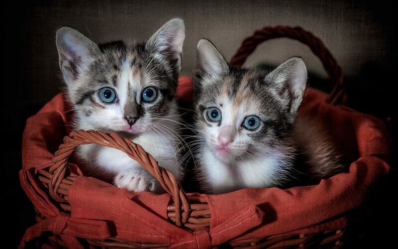 Two Kittens in Basket — Brown, Calm, Photograph, Cloth