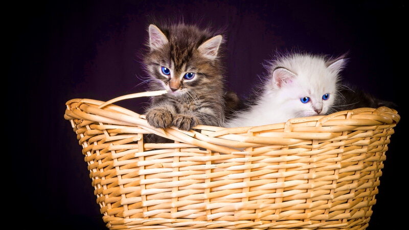 Two Kittens in Basket — Brown, Calm, Photograph, Dark Background