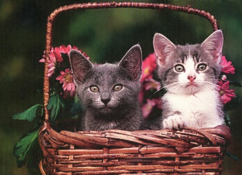 Two Kittens in Basket — Brown, Calm, Photograph, Flowers