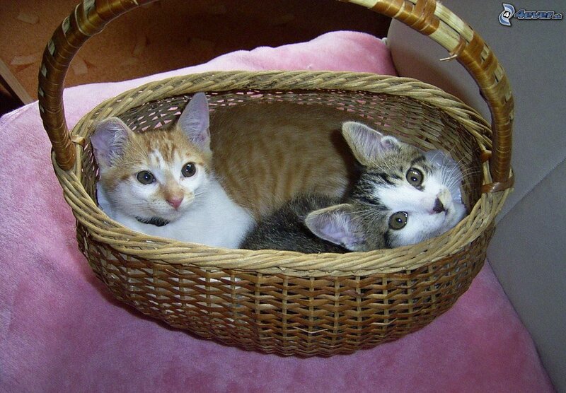 Two Kittens in Basket — Brown, Calm, Photograph