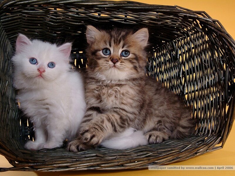 Two Kittens in Basket — Brown, Cute