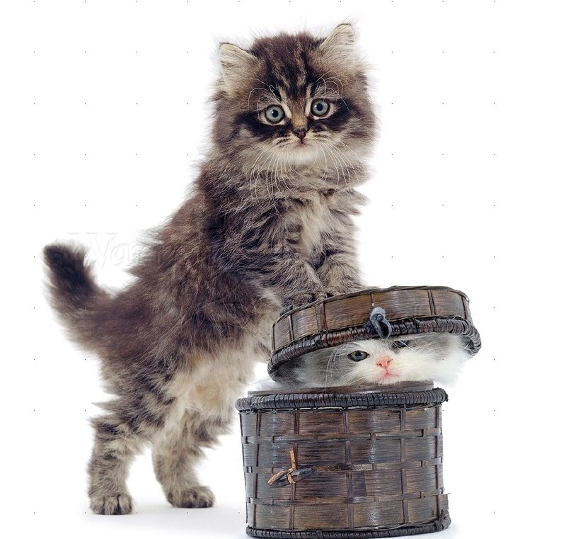 Two Kittens in Basket — Brown, Playful