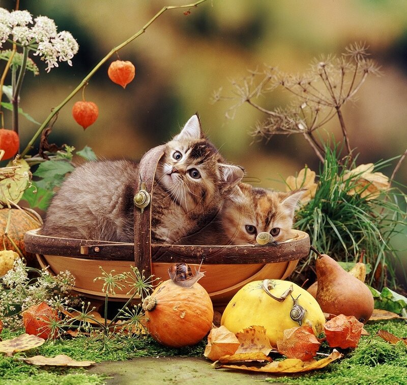 Two Kittens in Basket — Brown, Serene, Autumn