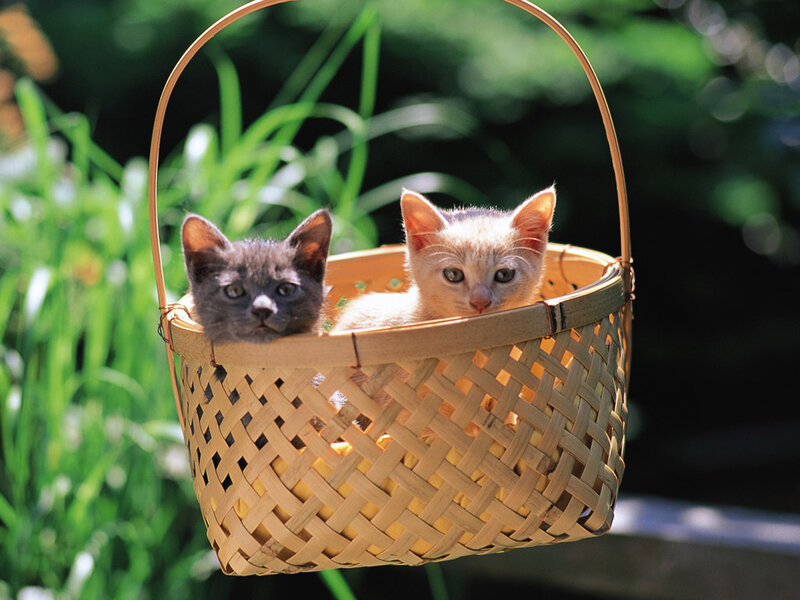 Two Kittens in Basket — Brown, Serene