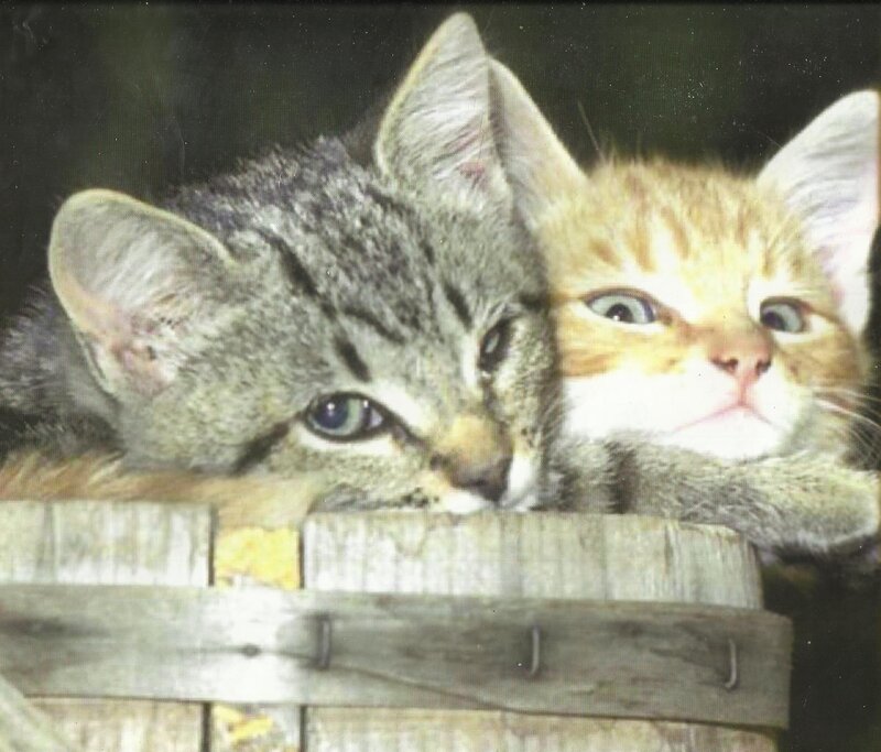 Two Kittens in Basket — Gray, Calm, Photograph