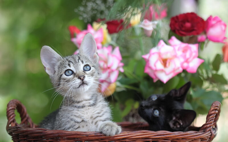 Two Kittens in Basket — Gray, Calm