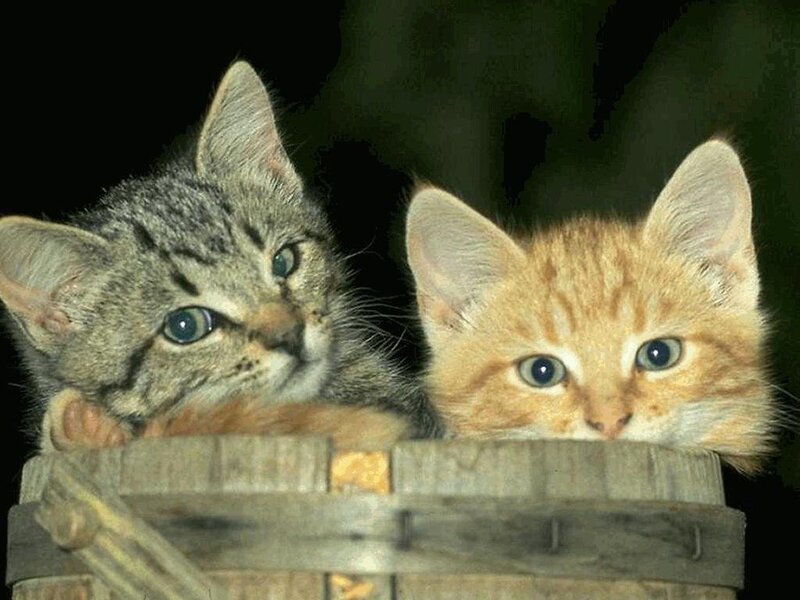 Two Kittens in Basket — Gray, Curious, Night