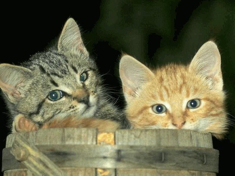 Two Kittens in Basket — Gray, Curious
