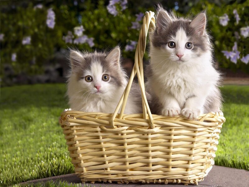 Two Kittens in Basket — Green, Calm, Afternoon, Photograph, Grass, Flowers