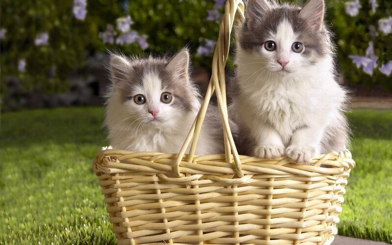 Two Kittens in Basket — Green, Calm, Afternoon, Photograph, Grass