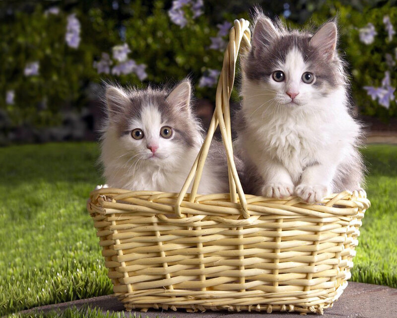 Two Kittens in Basket — Green, Calm, Afternoon