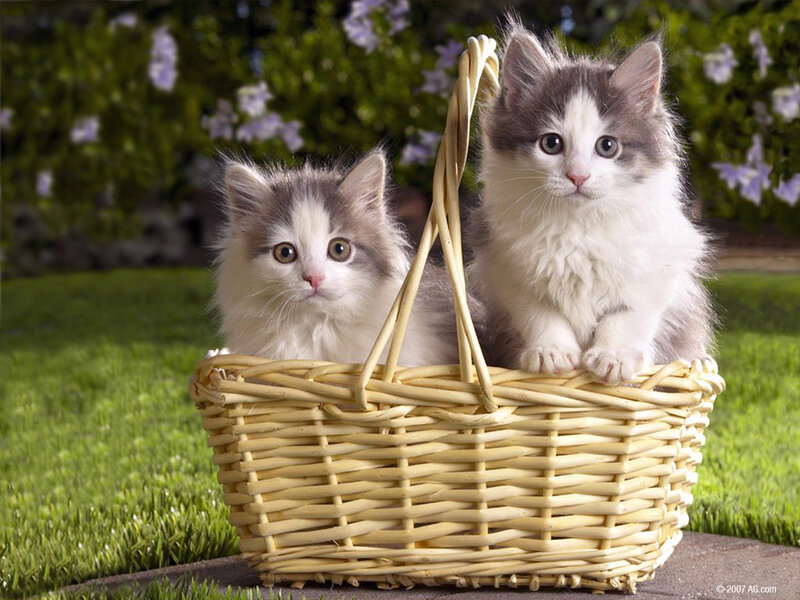 Two Kittens in Basket — Green, Calm