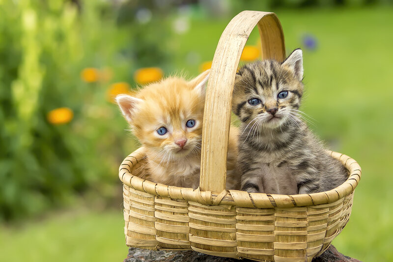 Two Kittens in Basket — Green, Peaceful