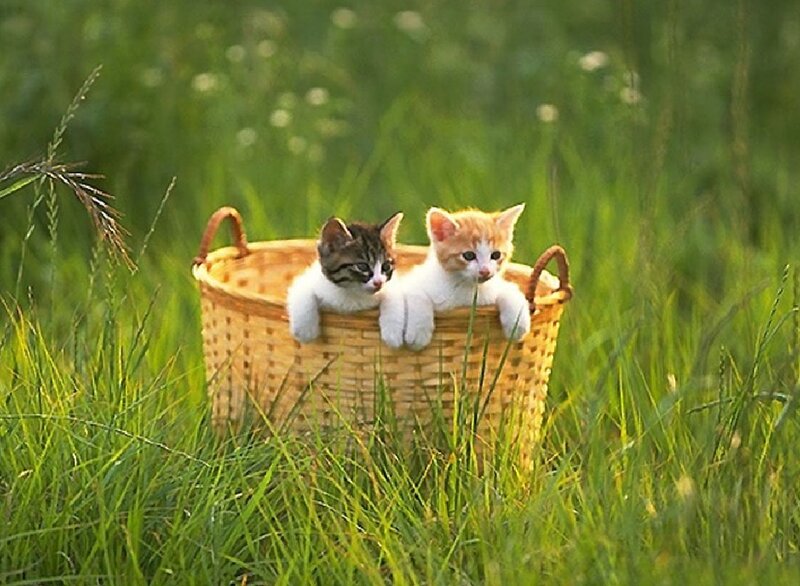 Two Kittens in Basket — Green, Serene