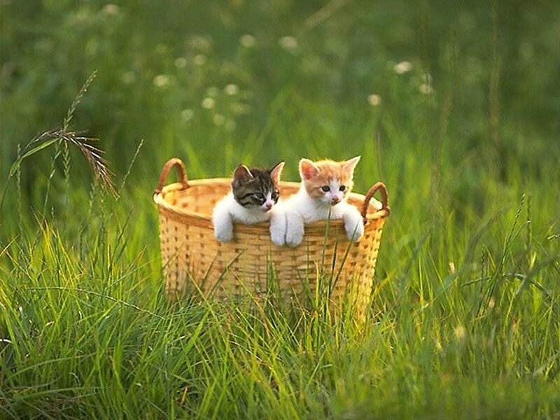 Two Kittens in Basket — Green