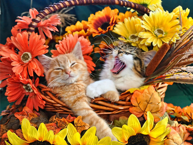 Two Kittens in Basket — Orange, Calm, Autumn