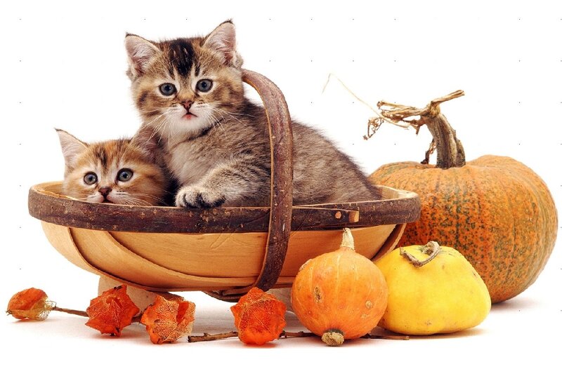 Two Kittens in Basket — Orange, Calm