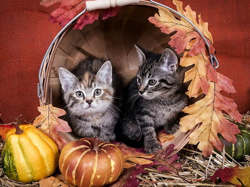 Two Kittens in Basket — Orange, Festive