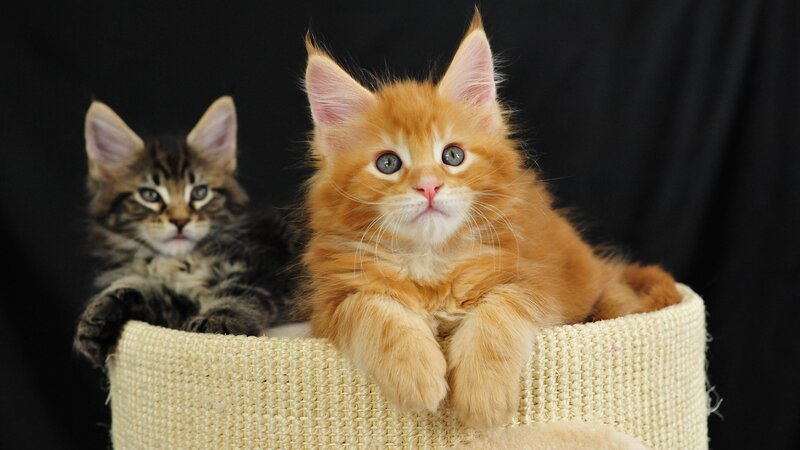 Two Kittens in Basket — Orange