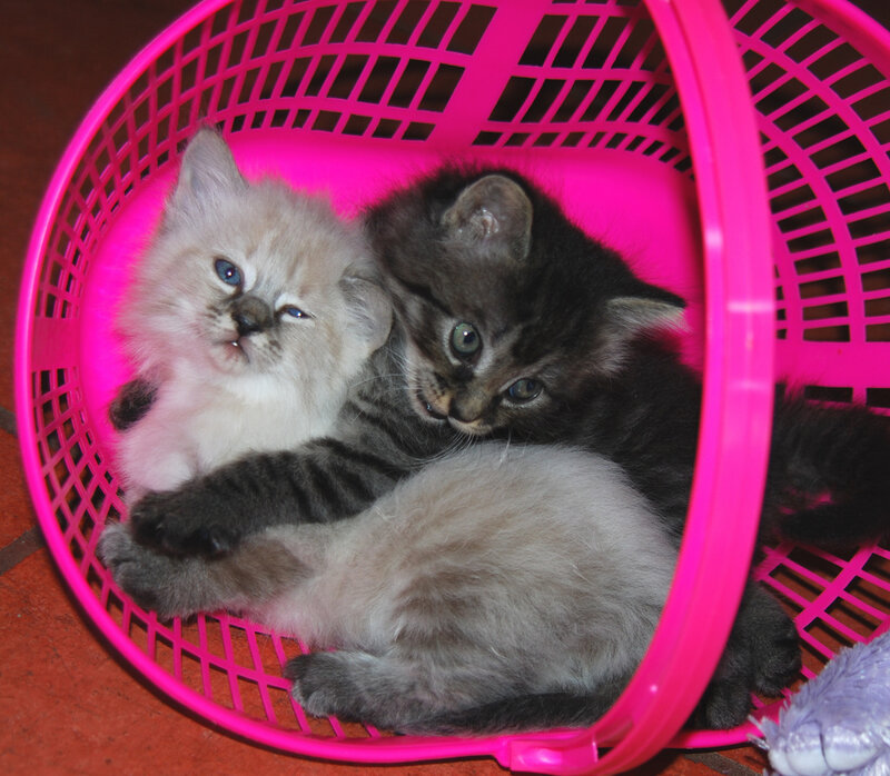 Two Kittens in Basket — Pink, Calm, Photograph, Floor