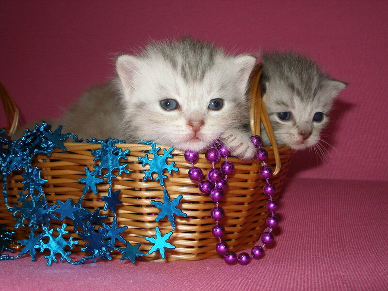 Two Kittens in Basket — Pink, Calm, Photograph