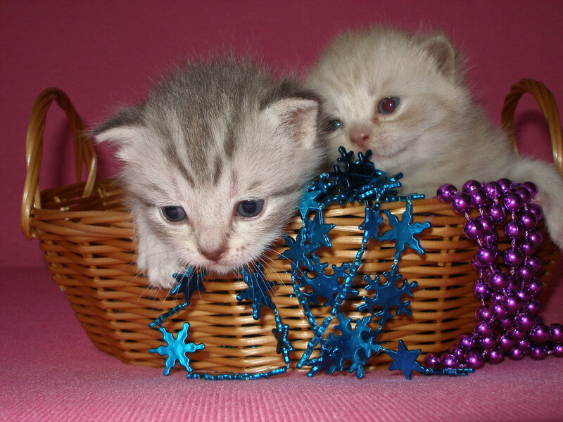 Two Kittens in Basket — Pink, Calm