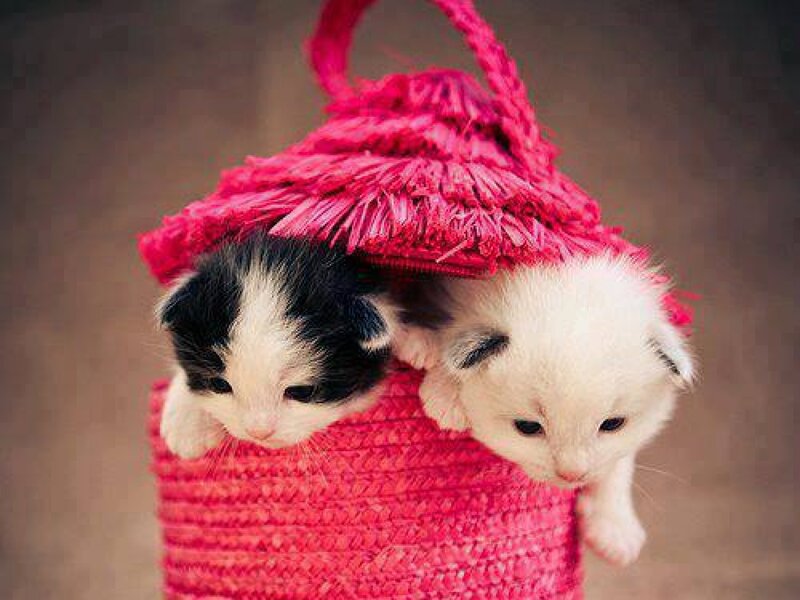 Two Kittens in Basket — Pink, Cute, Photograph