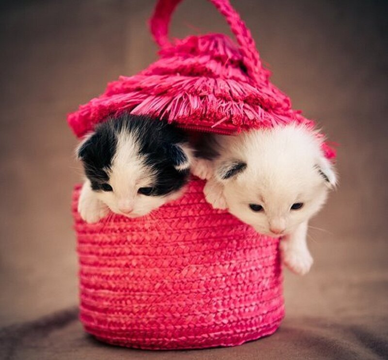 Two Kittens in Basket — Pink, Cute