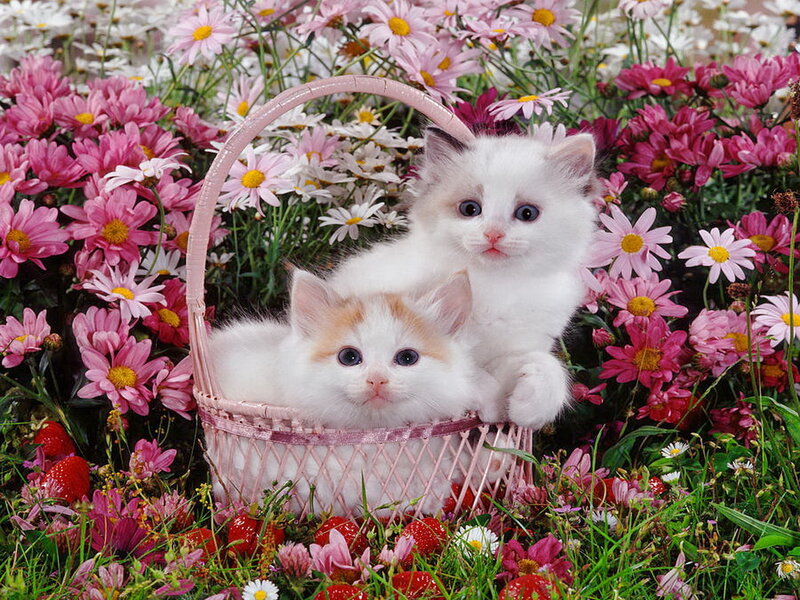 Two Kittens in Basket — Pink, Serene, Spring
