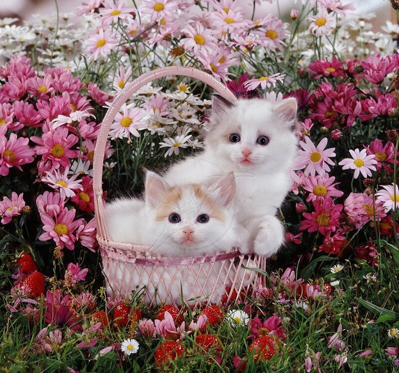 Two Kittens in Basket — Pink, Serene