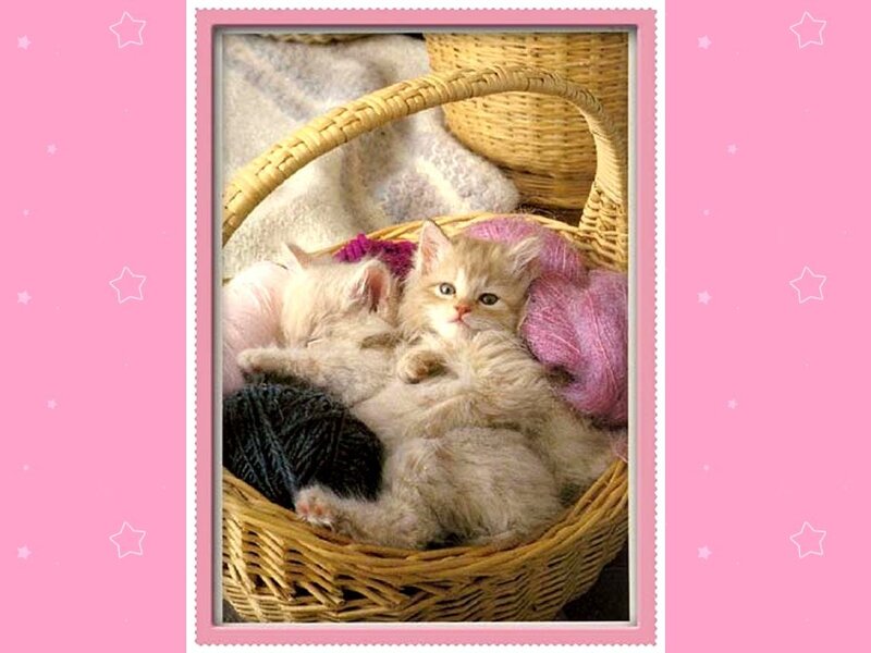 Two Kittens in Basket — Pink