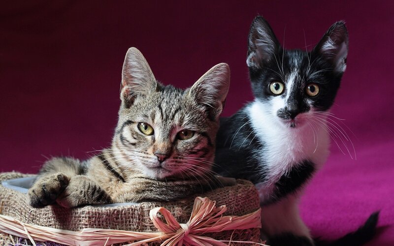 Two Kittens in Basket — Purple, Calm, Photograph, Background