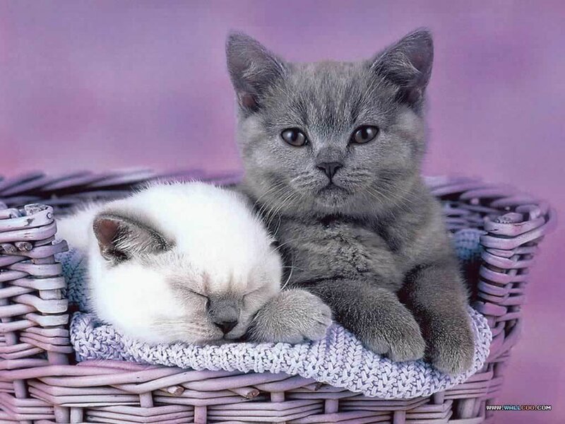 Two Kittens in Basket — Purple, Calm, Photograph, Blanket, Gray