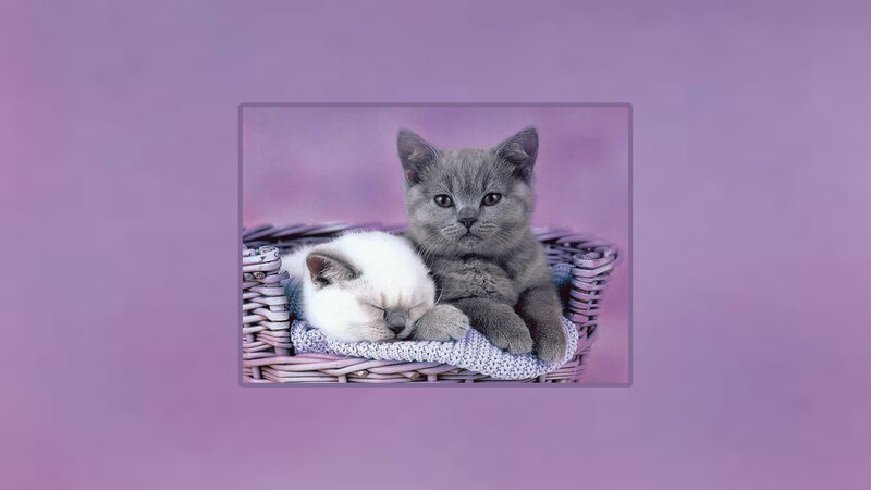 Two Kittens in Basket — Purple, Calm, Photograph, Blanket