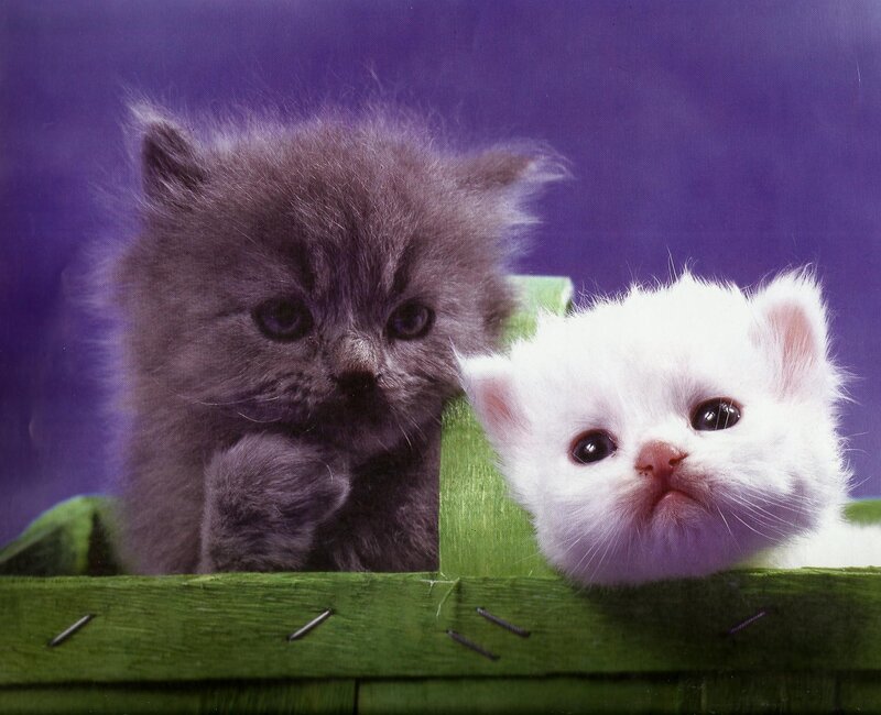 Two Kittens in Basket — Purple, Calm, Photograph